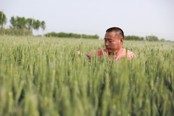 鄉(xiāng)村振興丨山東樂陵：“田管家”助糧食增產(chǎn)增效