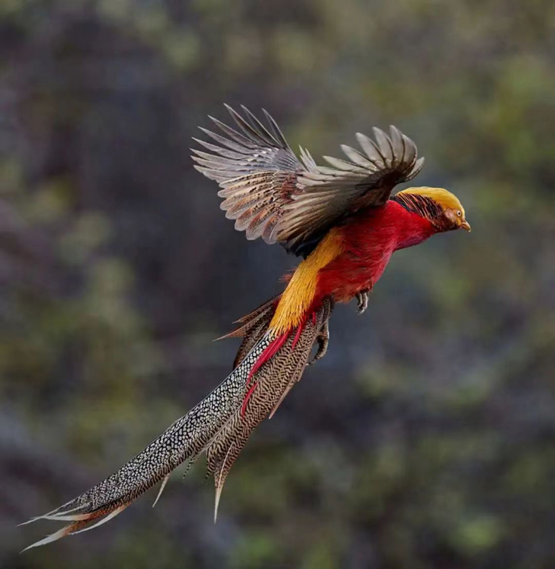 以鳥(niǎo)為景、以鳥(niǎo)為媒 全國(guó)“鳥(niǎo)友”齊聚神農(nóng)架